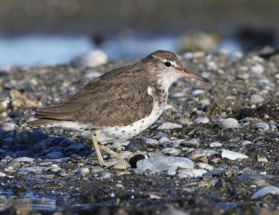 Amerikaanse Oeverloper - Spotted Sandpiper