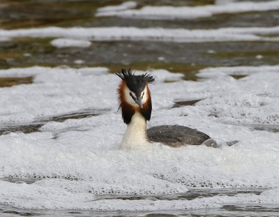 Fuut - Great Crested Grebe