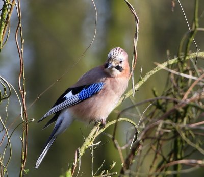 Gaai - Eurasian Jay