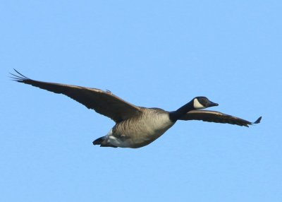 Grote Canadese Gans - Greater Canada Goose