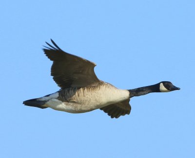 Grote Canadese Gans - Greater Canada Goose