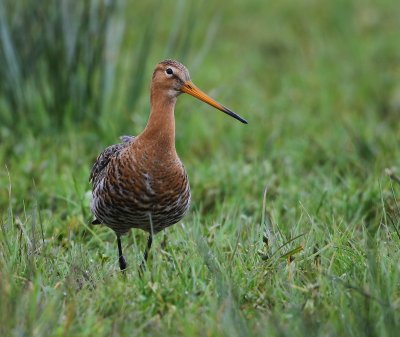 Grutto - Black-tailed Godwit
