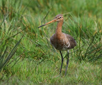 Grutto - Black-tailed Godwit