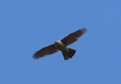 Havik - Northern Goshawk