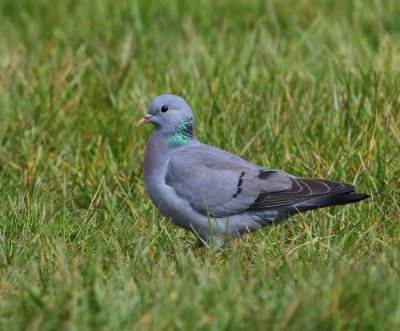 Holenduif - Stock Dove