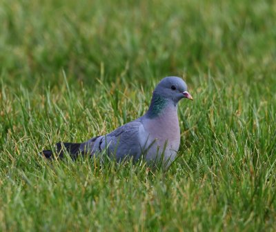 Holenduif - Stock Dove