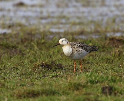 Kemphaan - Ruff