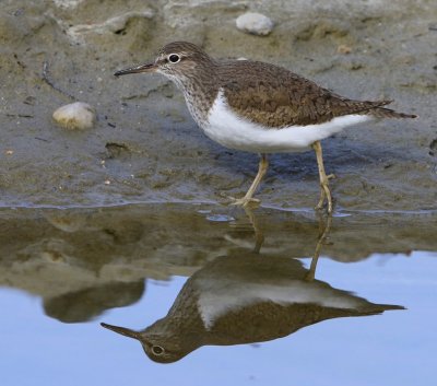 Oeverloper - Common Sandpiper