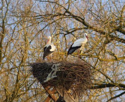 Ooievaars - White Storks