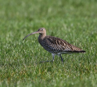 Wulp - Eurasian Curlew