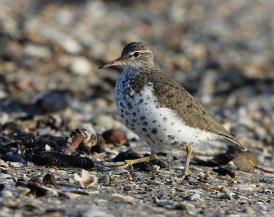 Amerikaanse Oeverloper -Spotted Sandpiper