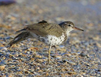 Amerikaanse Oeverloper -Spotted Sandpiper