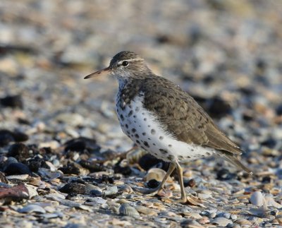 Amerikaanse Oeverloper -Spotted Sandpiper