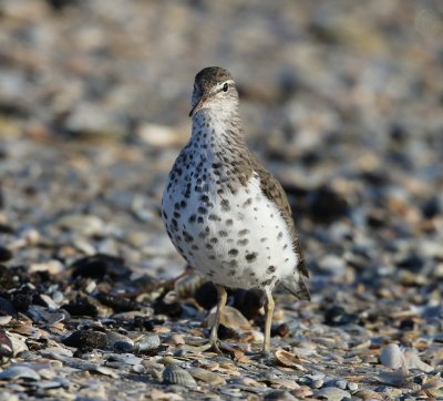 Amerikaanse Oeverloper -Spotted Sandpiper