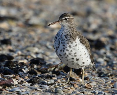 Amerikaanse Oeverloper -Spotted Sandpiper
