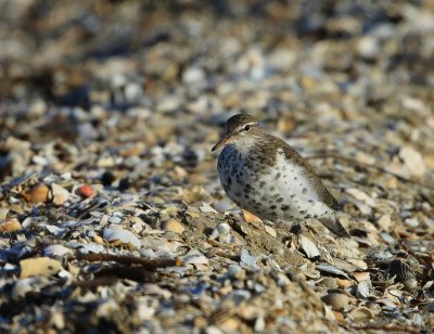 Amerikaanse Oeverloper -Spotted Sandpiper