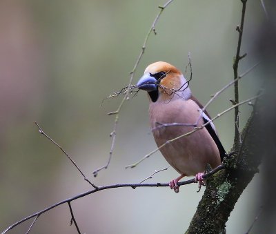 Appelvink - Hawfinch