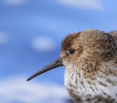 Bonte Strandloper - Dunlin