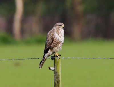 Buizerd - Common Buzzard