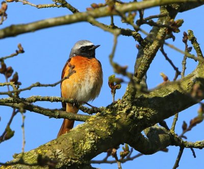 Gekraagde Roodstaart - Common Redstart