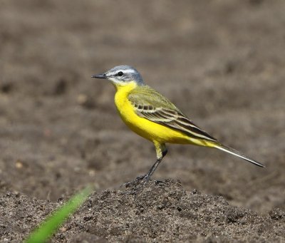 Gele Kwikstaart - Blue-headed Wagtail