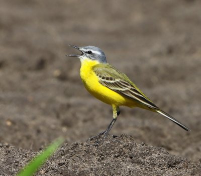 Gele Kwikstaart - Blue-headed Wagtail