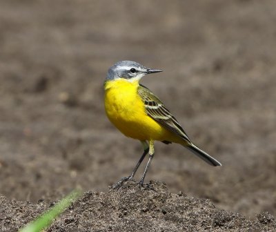 Gele Kwikstaart - Blue-headed Wagtail