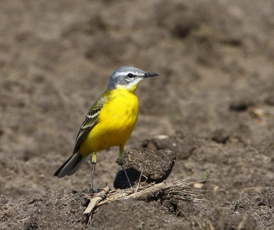 Gele Kwikstaart - Blue-headed Wagtail