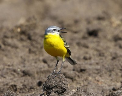 Gele Kwikstaart - Blue-headed Wagtail