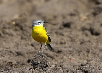Gele Kwikstaart - Blue-headed Wagtail