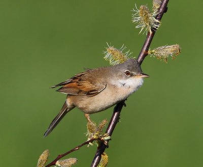 Grasmus - Common Whitethroat