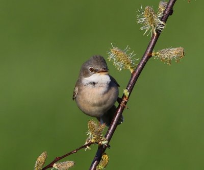 Grasmus - Common Whitethroat