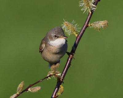 Grasmus - Common Whitethroat