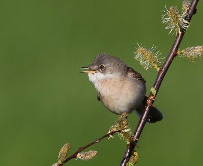 Grasmus - Common Whitethroat