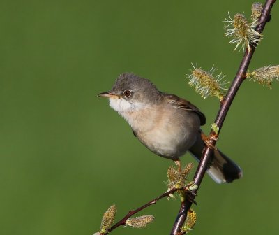 Grasmus - Common Whitethroat