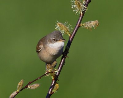Grasmus - Common Whitethroat