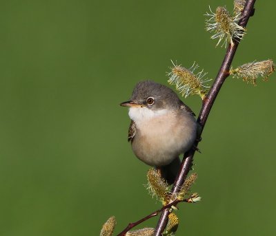 Grasmus - Common Whitethroat