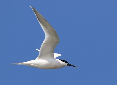 Grote Stern - Sandwich Tern