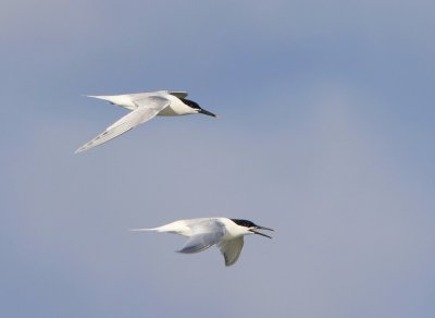 Grote Sterns - Sandwich Terns