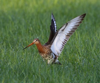 Grutto - Black-tailed Godwit