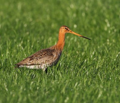 Grutto - Black-tailed Godwit