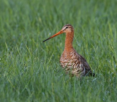 Grutto - Black-tailed Godwit