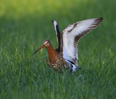 Grutto - Black-tailed Godwit