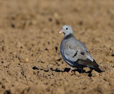Holenduif - Stock Dove