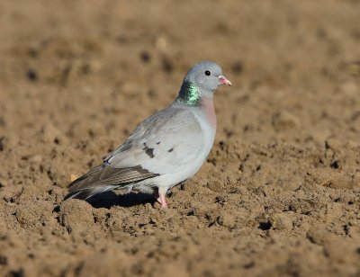 Holenduif - Stock Dove