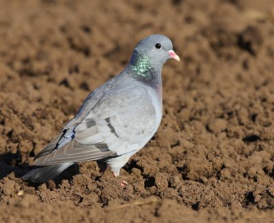 Holenduif - Stock Dove
