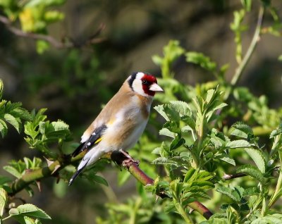 Putter - Europea Goldfinch