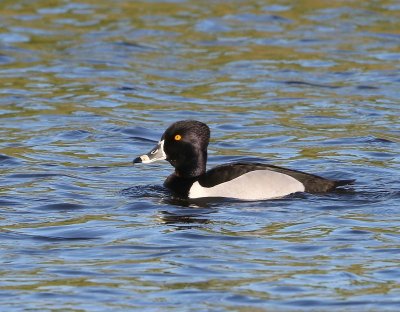 Ringsnaveleend - Ring-necked Duck