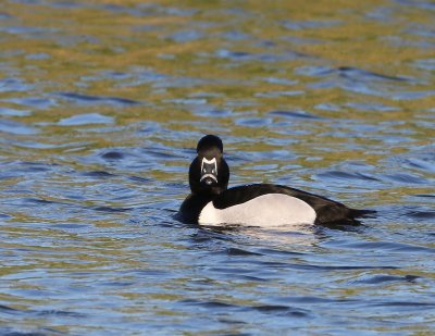 Ringsnaveleend - Ring-necked Duck