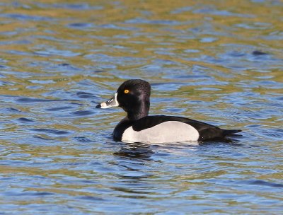 Ringsnaveleend - Ring-necked Duck